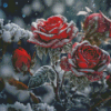Roses Under Snow Diamond Painting