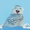 Funny Bird Owl Diamond Painting