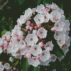 Mountain Laurel Diamond Painting