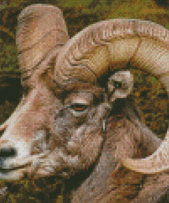 Sheep With Horns Diamond Painting