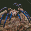 Tarantula Spider Diamond Painting