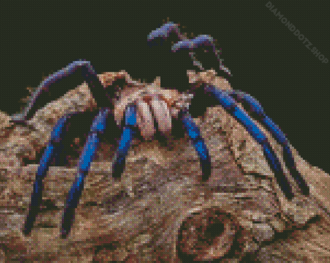 Tarantula Spider Diamond Painting