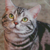 Shorthair Cat Diamond Painting