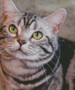 Shorthair Cat Diamond Painting