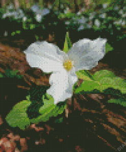 Wild Trillium Flower Diamond Painting