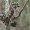 Frogmouth Couple Diamond Painting