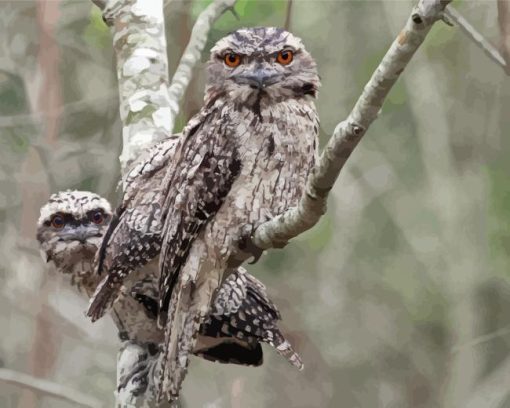 Frogmouth Couple Diamond Painting