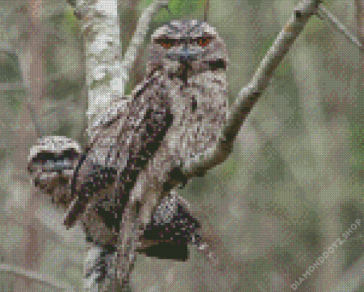 Frogmouth Couple Diamond Painting