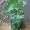 Philodendron Leaves Diamond Painting