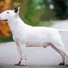 White Bull Terrier Diamond Painting