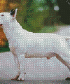 White Bull Terrier Diamond Painting