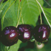 Black Cherry plant Diamond Painting