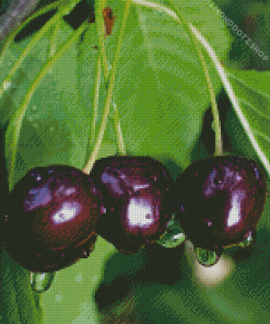 Black Cherry plant Diamond Painting