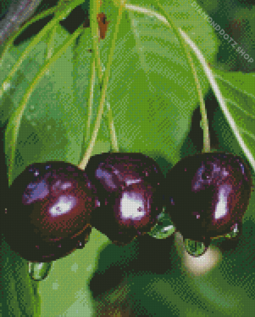 Black Cherry plant Diamond Painting