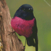 Black Pink Robin Diamond Painting