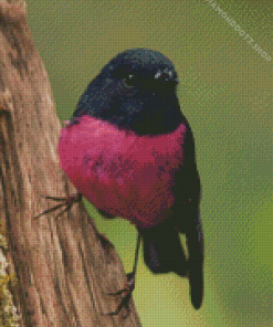 Black Pink Robin Diamond Painting