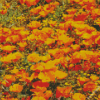 California Poppies Diamond Painting