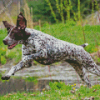 German Pointer Diamond Painting