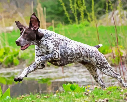 German Pointer Diamond Painting