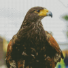 Harris Hawk Diamond Painting