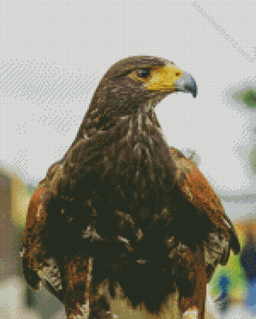 Harris Hawk Diamond Painting