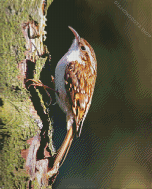 The Treecreeper Bird Diamond Painting