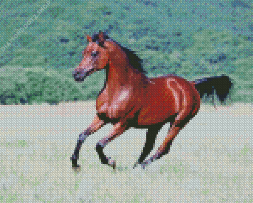 Arabian Horse Diamond Painting