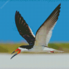 Skimmer Flying Bird Diamond Painting