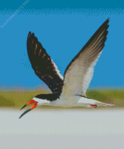 Skimmer Flying Bird Diamond Painting