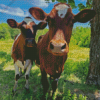 Ayrshire Cattle In Farm Diamond Painting