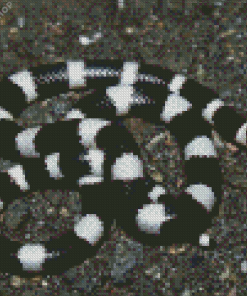 Black White Snake Diamond Painting