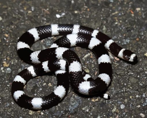 Black White Snake Diamond Painting