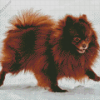 Chocolate Pomeranian Diamond Painting