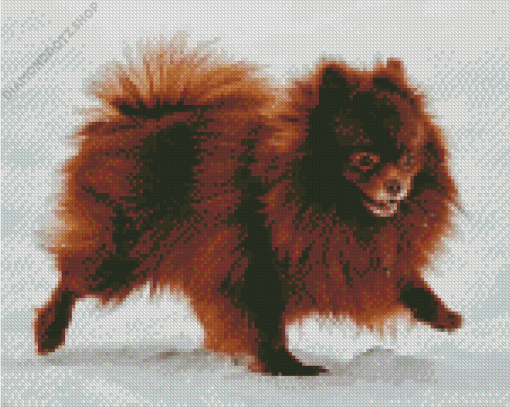 Chocolate Pomeranian Diamond Painting