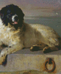 Landseer Dog Diamond Painting