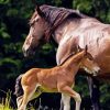 Red Horse With Foal Diamond Painting