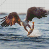 Sea Eagle Catching Fish Diamond Painting