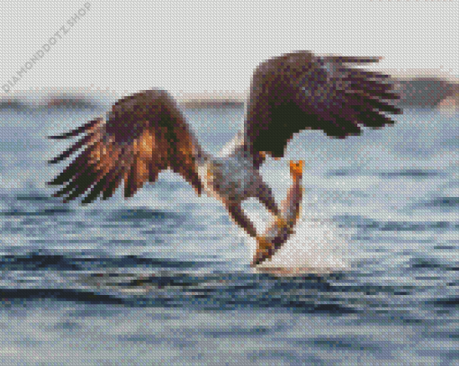 Sea Eagle Catching Fish Diamond Painting