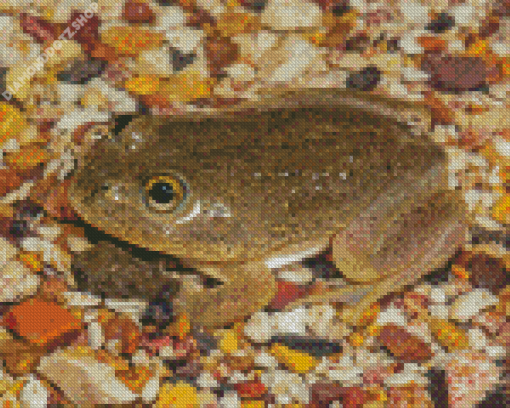 Water Holding Frog Diamond Painting