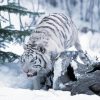 Tiger In Snow Diamond Painting