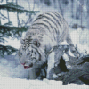 Tiger In Snow Diamond Painting