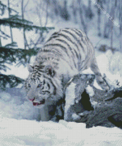 Tiger In Snow Diamond Painting