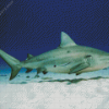 Bull Shark Diamond Painting