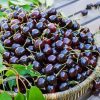 Black Cherry Basket Diamond Painting