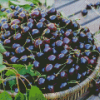 Black Cherry Basket Diamond Painting