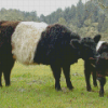 Belted Galloway Diamond Painting