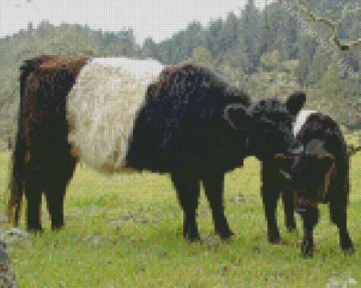 Belted Galloway Diamond Painting