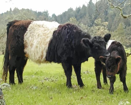 Belted Galloway Diamond Painting