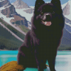 Black Pomeranian Puppy Diamond Painting