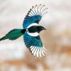 Black Billed Magpie Flying Bird Diamond Painting